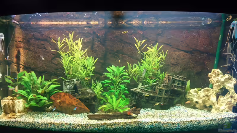 Gesellschaftsaquarium