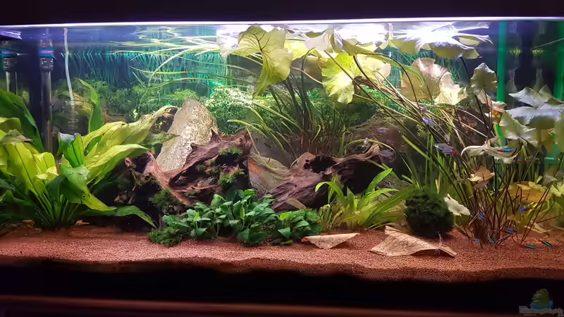 Gesellschaftsaquarium