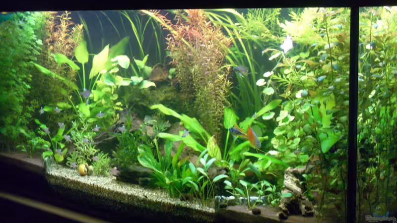 Gesellschaftsbecken ( eingefahren am 21.02.08 ) von Vabene (1)