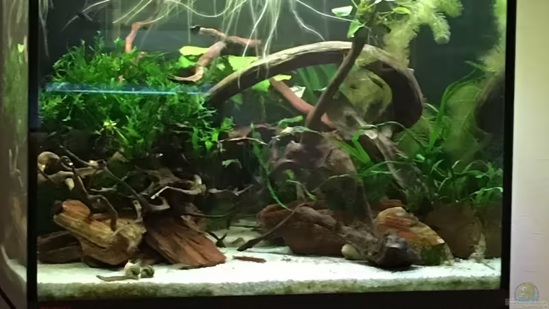 Gesellschaftsbecken  von Ottche (1)