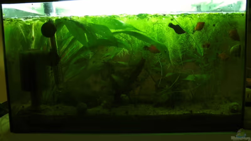 Gesellschaftsbecken 12.12.09 von Neele (1)