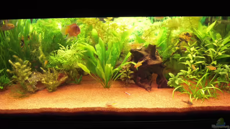 Gesellschaftsbecken 160l von Garneli (1)