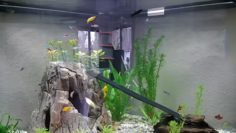 Gesellschaftsbecken 190 l triton von rewe