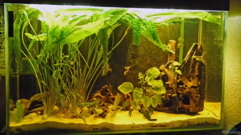 Gesellschaftsbecken 240 l von Monika Thiele (1)