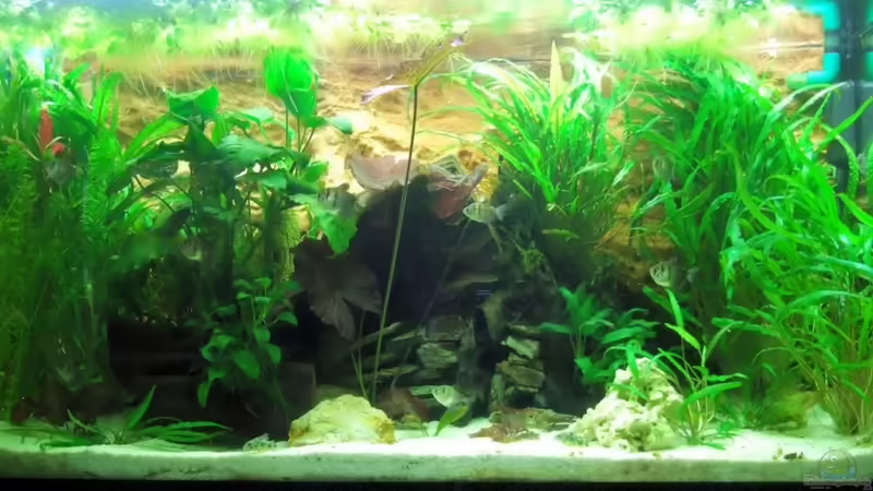 Gesellschaftsbecken 300l von The Last (1)