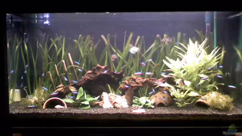 Gesellschaftsbecken (Frontansicht)