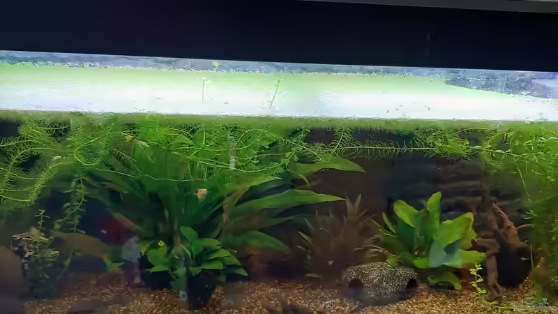 Gesellschaftsbecken mit Besatz aus Mittelamerika von Ndovu80 (1)