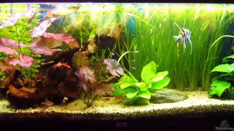 Gesellschaftsbecken mit Skalare von Kim (1)