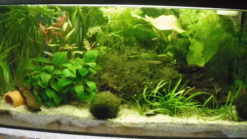 Gesellschaftsbecken mit Verbesserungsbedarf von schwefelfell (1)