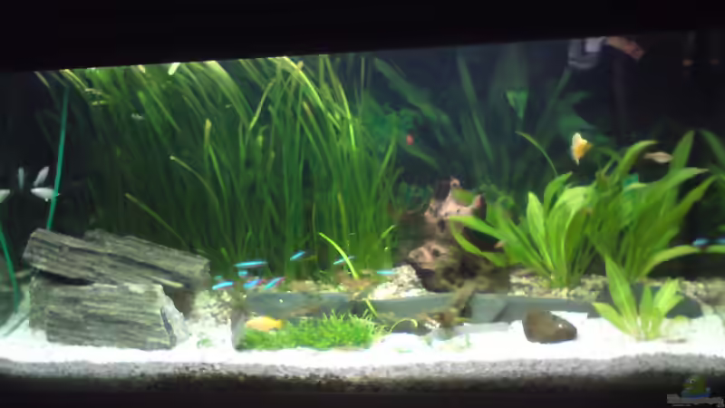 Gesellschaftsbecken von Daniel Brüninghaus (1)