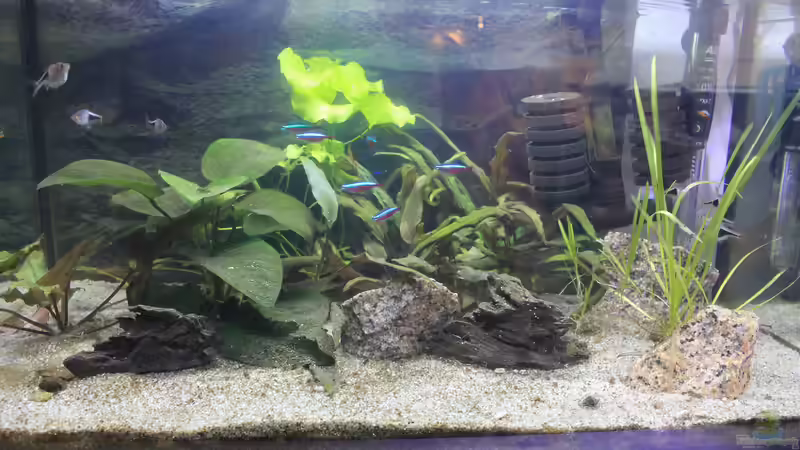 Gesellschaftsbecken von Gita