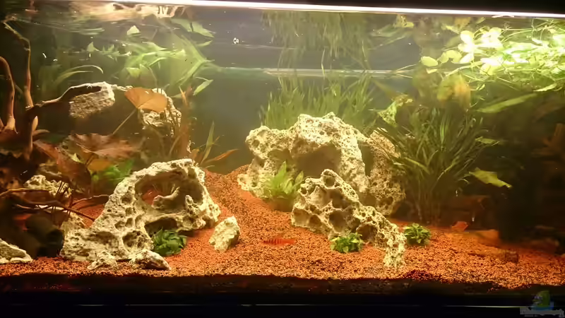 Gesellschaftsbecken von Mano (2)