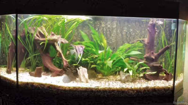 Gesellschaftsbecken von Marko Straßburger (2)