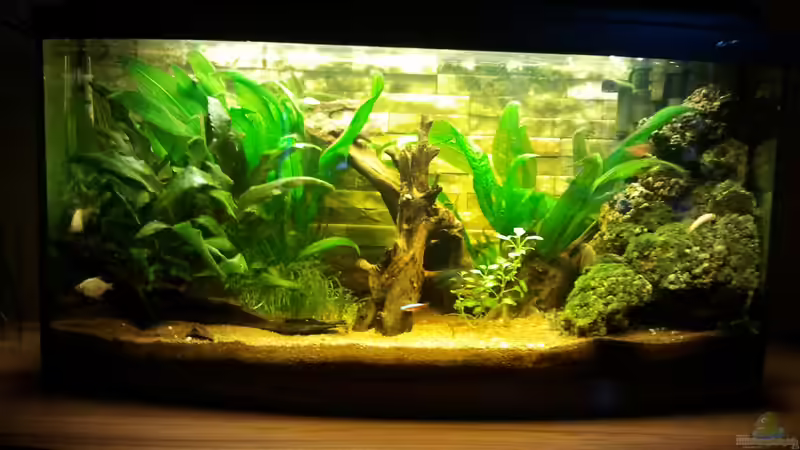 Gesellschaftsbecken von Martin Bolz (2)