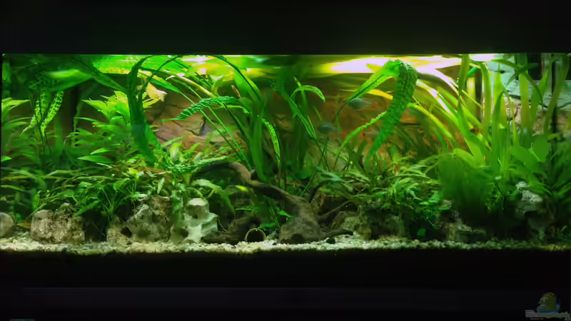 Gesellschaftsbecken von MAZ7936