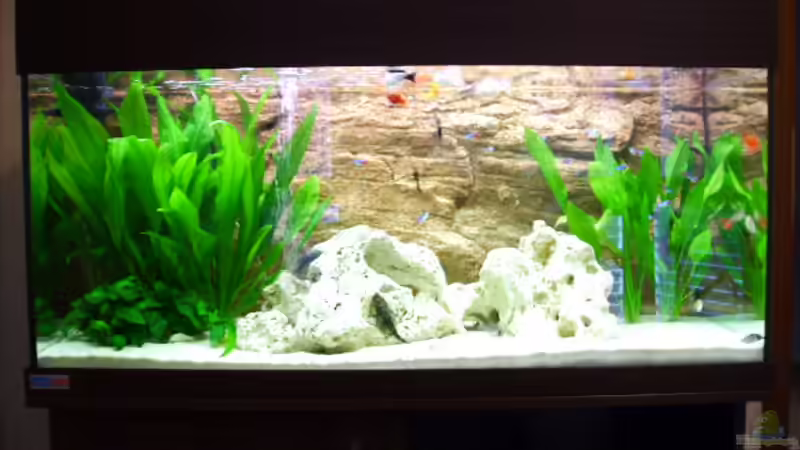 Gesellschaftsbecken von sassi259 (1)