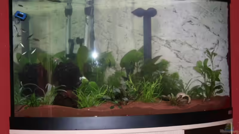 Gesellschaftsbecken von Stefanie Mohr (1)