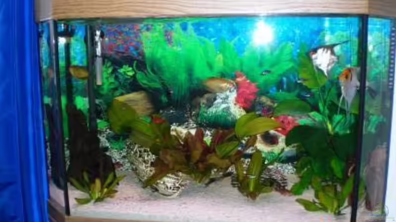 Gesellschaftsbecken von Ungerchen (1)