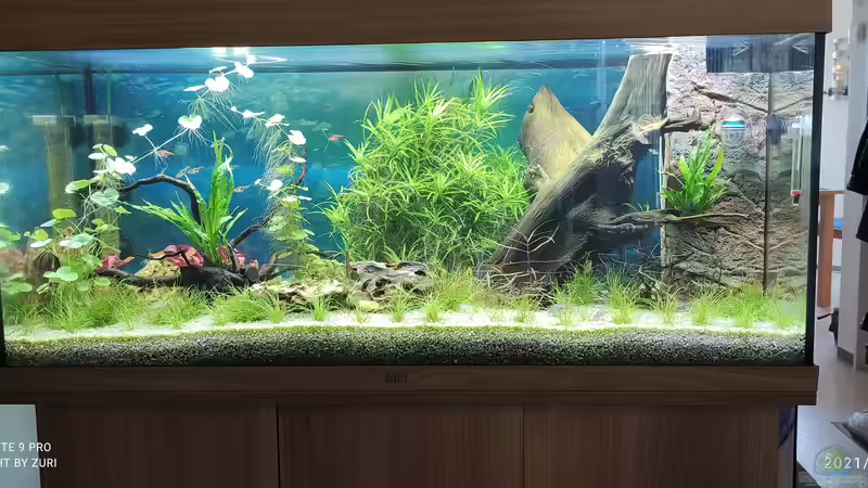 Gesellschaftsbecken von Zuri (2)