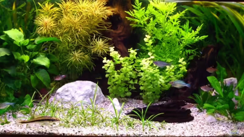 Gesellschaftsbecken Gesellschaftsbecken