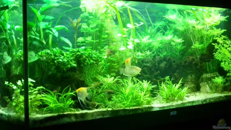 Gesellschaftsbecken(Skalare,Makropoden,Bol.Schmetterlingsbuntbarsche,Antennenwelse) von kihada (2)