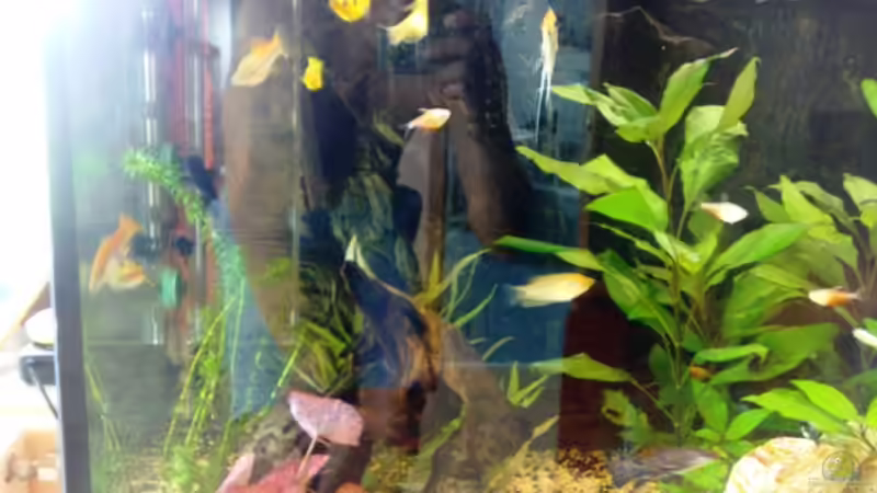 Gesellschaftsverhalten von Andy Klein 86 (15)