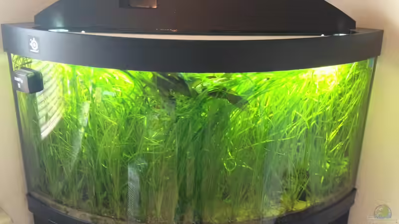 Gesellschatsbecken ungepflegt alle 2 - 3 Monate von Gunnar2060 (11)