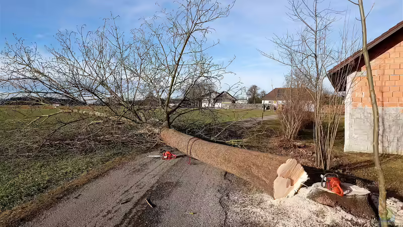 Gesetzliche Regelungen: Das ist an Sonn- und Feiertagen im Garten verboten