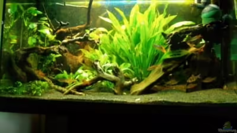 Gesmtansicht von MADNESS1.0 (2)