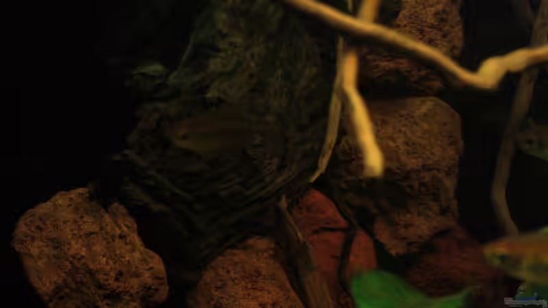 Gestaltung der neuen Rückwände mit Gestein welches eine abfallende Böschung ins von Bämbel (40)