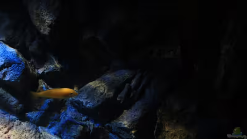 Gestaltung im Becken, hier einer der Kakusa von Florian Bandhauer (30)