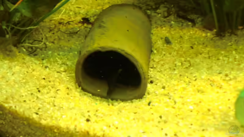 gestern (01.02.2011) gleich schon ein neues Gelege in der neuen Welshöhle entdeckt von Sirko Fricke (31)