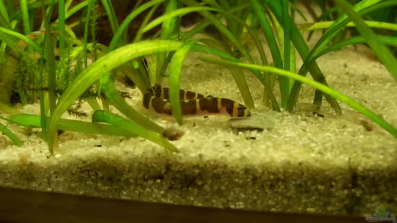 Gestreifter Kuhlii von Marmax (32)