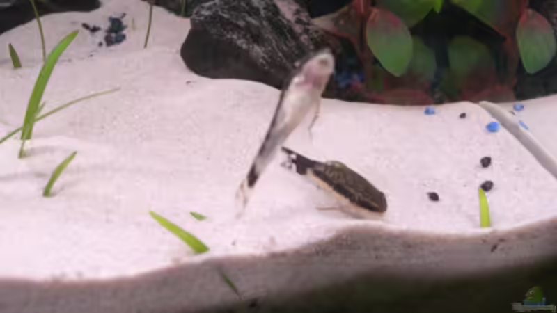 Gestreifter Otocinclus von Claudia Lübke (16)