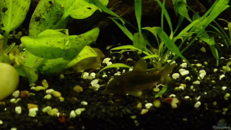 gestreifter Panzelwels von Carsten Gutsche (14)