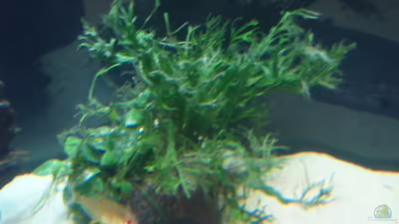 Gestrüp auf der Kokusnuss von Robert Kolovrat (8)