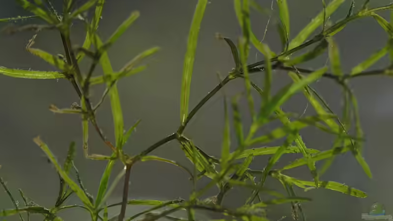 Gestrüpp ? Detail von rapid (19)