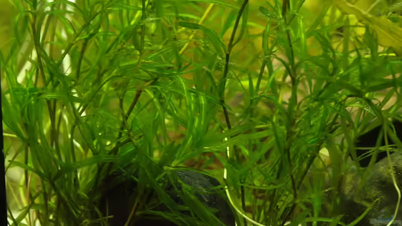 Gestrüpp ? unten von rapid (18)