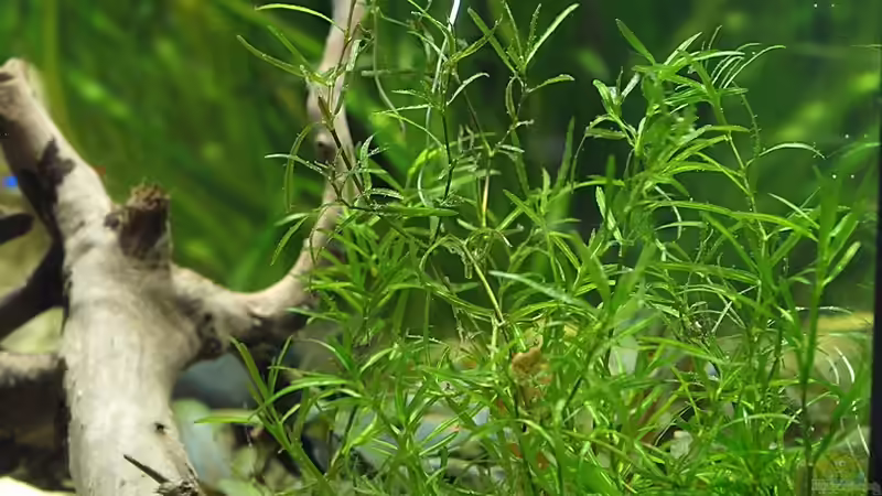 Gestrüpp ? von der Seite von rapid (17)