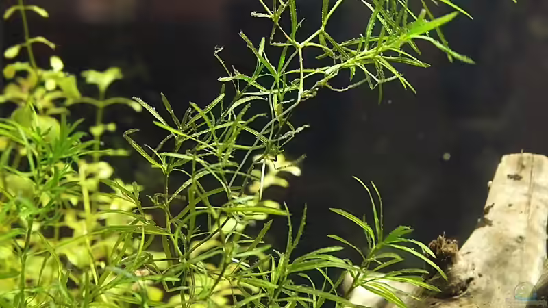 Gestrüpp ? von hinten von rapid (16)