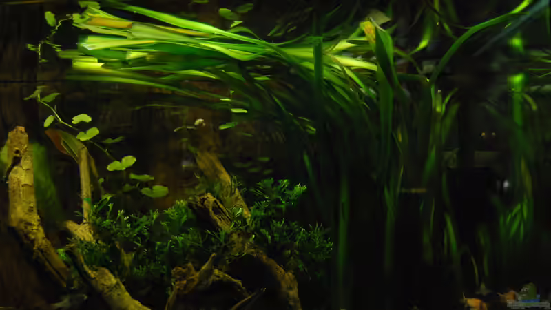 gestutzte Vallisneria Gigantea von Holsch805 (6)