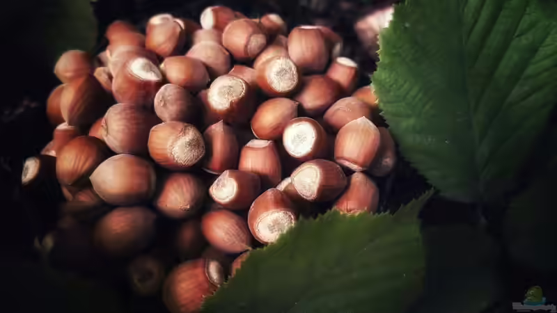 Gesunde Nüsse: Welche Sorten eignen sich für den eigenen Garten?