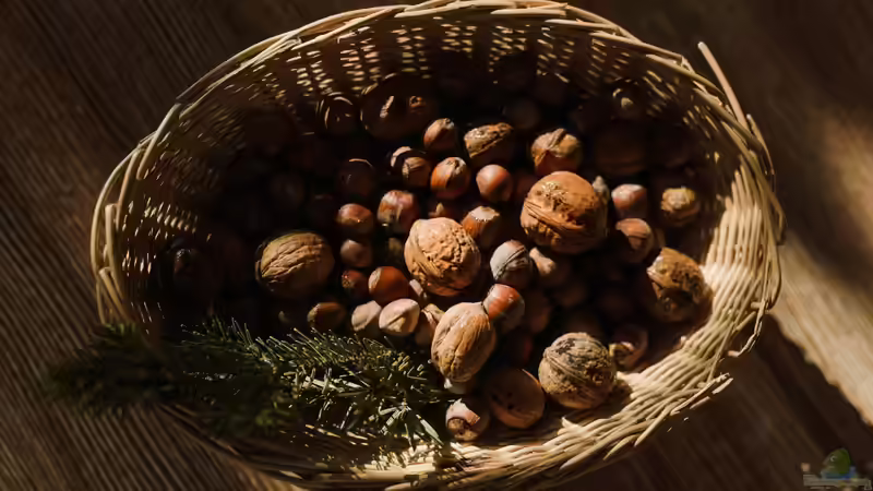 Gesunde Nüsse: Welche Sorten eignen sich für den eigenen Garten?