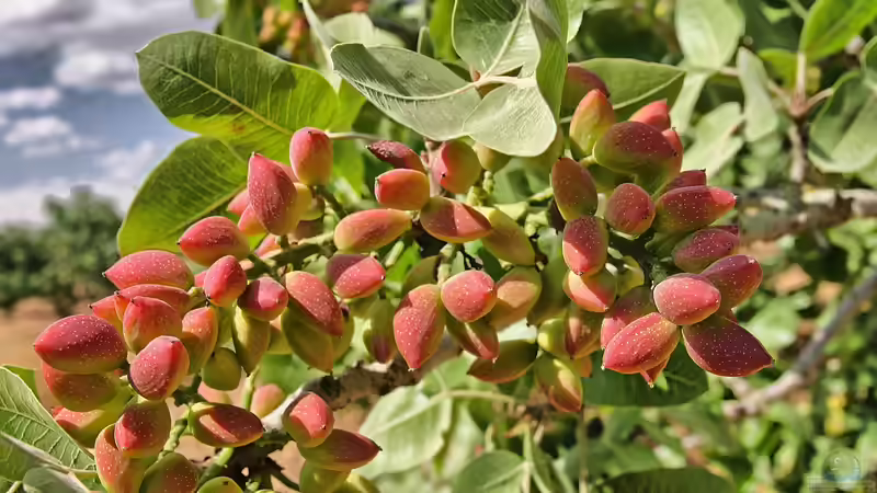 Gesunde Nüsse: Welche Sorten eignen sich für den eigenen Garten?