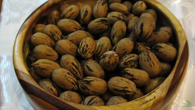 Gesunde Nüsse: Welche Sorten eignen sich für den eigenen Garten?