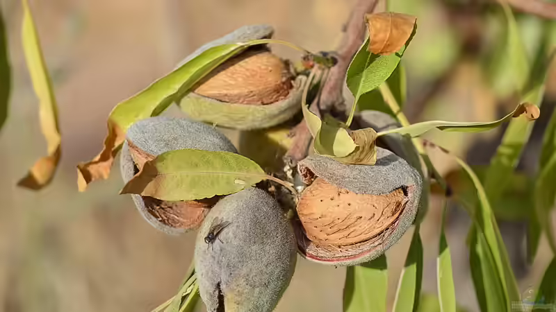 Gesunde Nüsse: Welche Sorten eignen sich für den eigenen Garten?