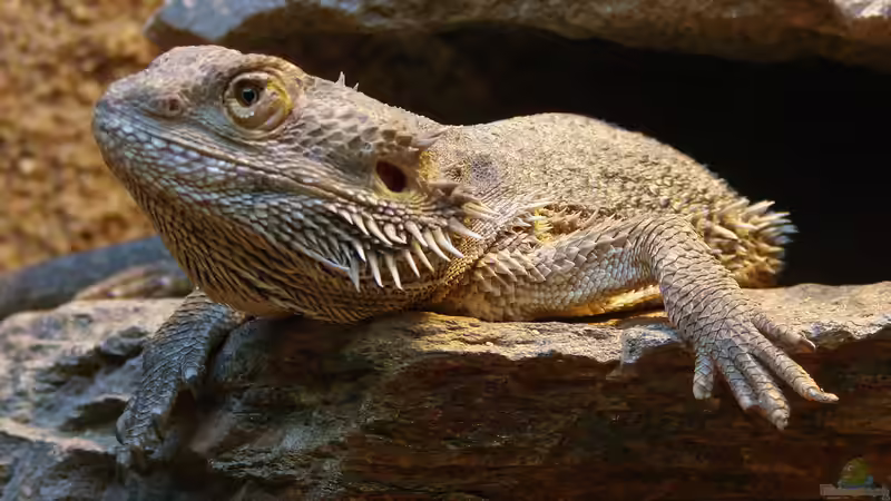 Gesunde Terrariumtiere: Die Versorgung mit Mineralstoffen und Vitaminen