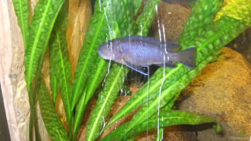 Gesundes grün von Esslinger (16)