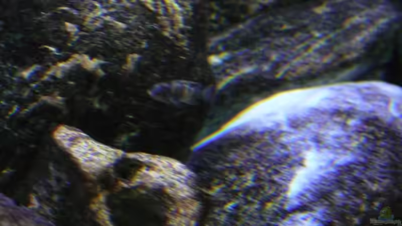 getarnt von tenebroso (14)