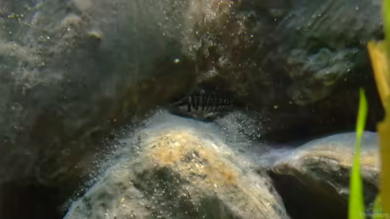 getarnter Calvus von Trooper (69)